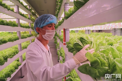 中科院與福建三安合力打造全球最大植物工廠 知識(shí)產(chǎn)權(quán)服務(wù)的戰(zhàn)略支撐
